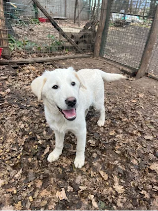 Meravigliosi cuccioli simil labrador a Roma