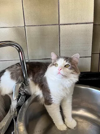 Gatto Razza siberiano - Foto 3
