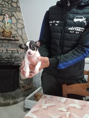 Chihuahua