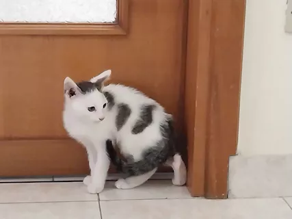 Regalo due gattini