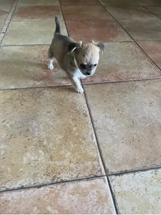 Disponibile chiwawa Razza Chihuahua, a pelo lungo - Foto 3