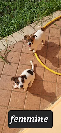 Cuccioli di Jack russell