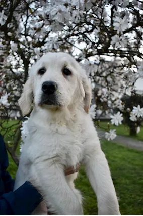 Golden Retriever cuccioli - Foto 6