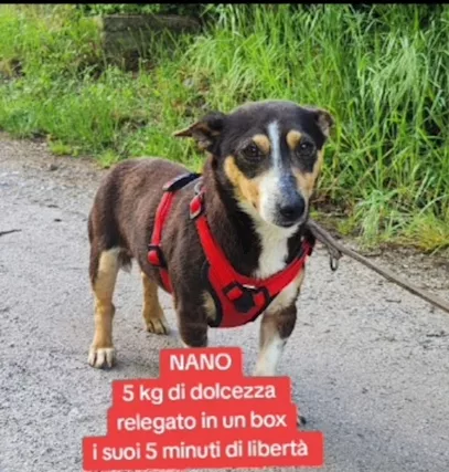 1 anno 5kg Finito in Canile Basilicata Sos Casa