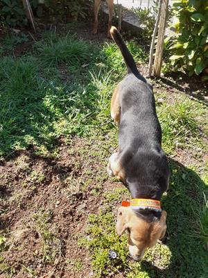 Segugio beagle