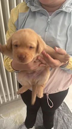 Cuccioli Razza Labrador - Foto 2