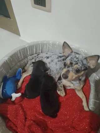Cuccioli Chihuahua