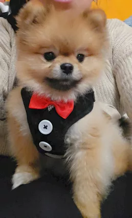 SPITZ POMERANIA NANO CERCA FIDANZATA