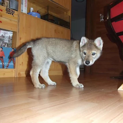 Cane Lupo Cecoslovacco