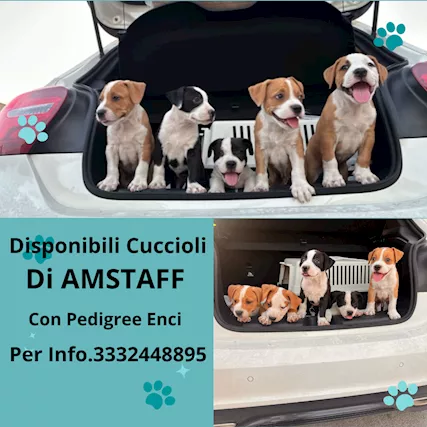 Cuccioli di amstaff