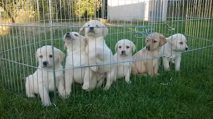 Labrador Retriever