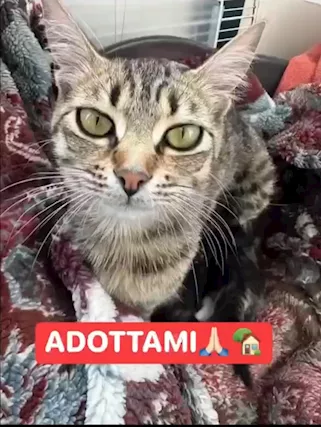 Tabata gattina tigrata dolcissima - Foto 3