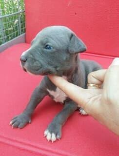 Cuccioli di Razza amstaff, genitori visibili - Foto 5