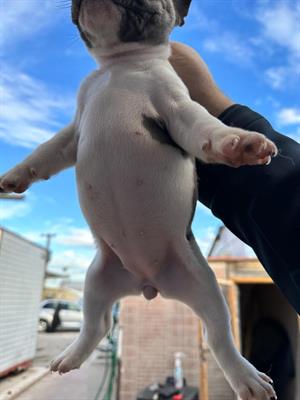Bulldog francese cuccioli