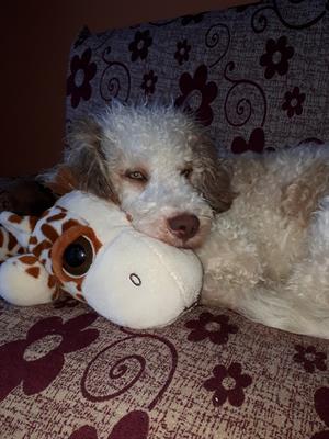 Lagotto romagnolo per monta