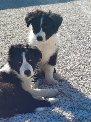  -  cuccioli di border collie 2