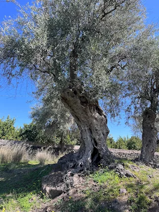 Vendita pietre per muri a secco, ulivi secolari