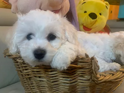 Bichon Frisè