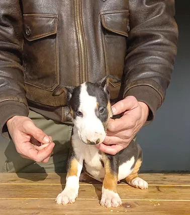 Cuccioli di Bull Terrier Standard