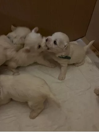 Cuccioli Maltese