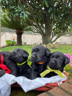 Cuccioli di labrador
