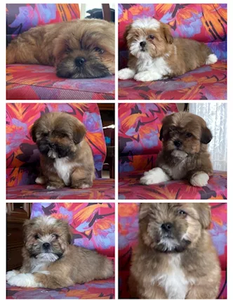 Disponibili cuccioli Maltipoo fulvi