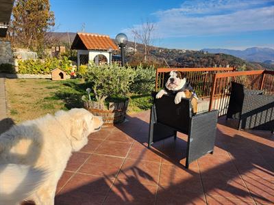 Bulldog inglese maschio per accoppiamento