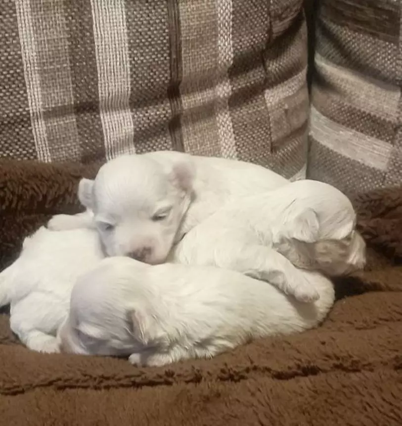 Foto 2Maltipoo cuccioli, colore bianco, taglia piccola