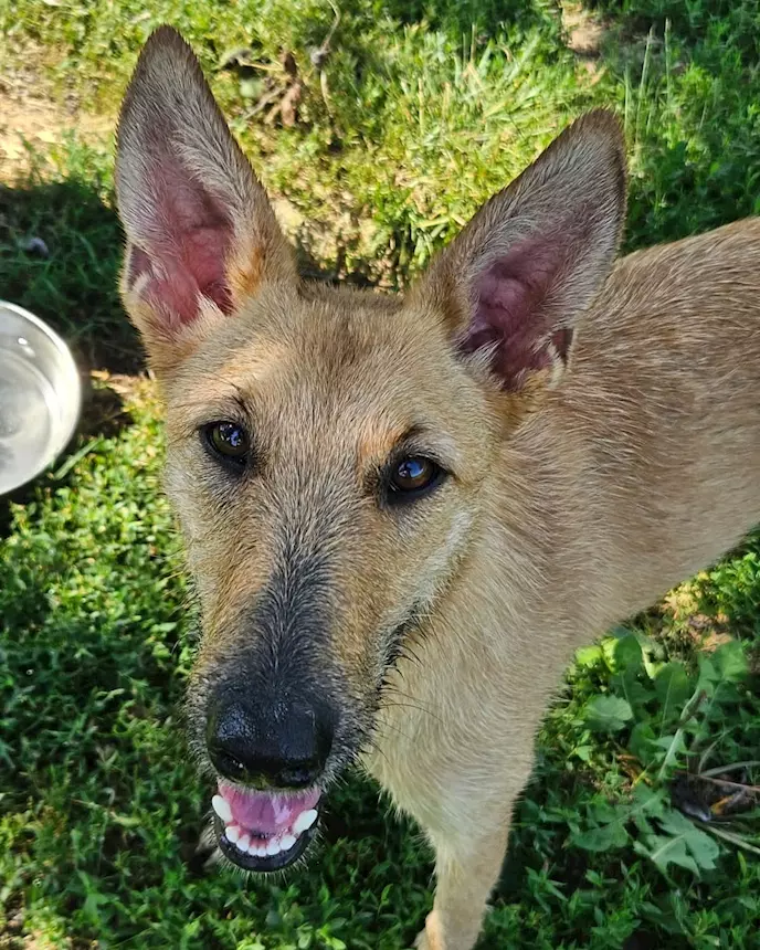 Foto 4Mina è una agile e scattante cagnolina, taglia media