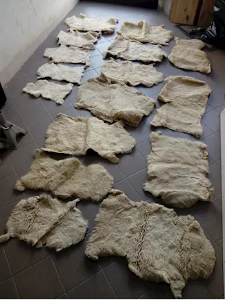 Pelli di Agnello nuove colore Avana Vera Lana