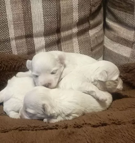 Maltipoo cuccioli, colore bianco, taglia piccola - Anteprima 2