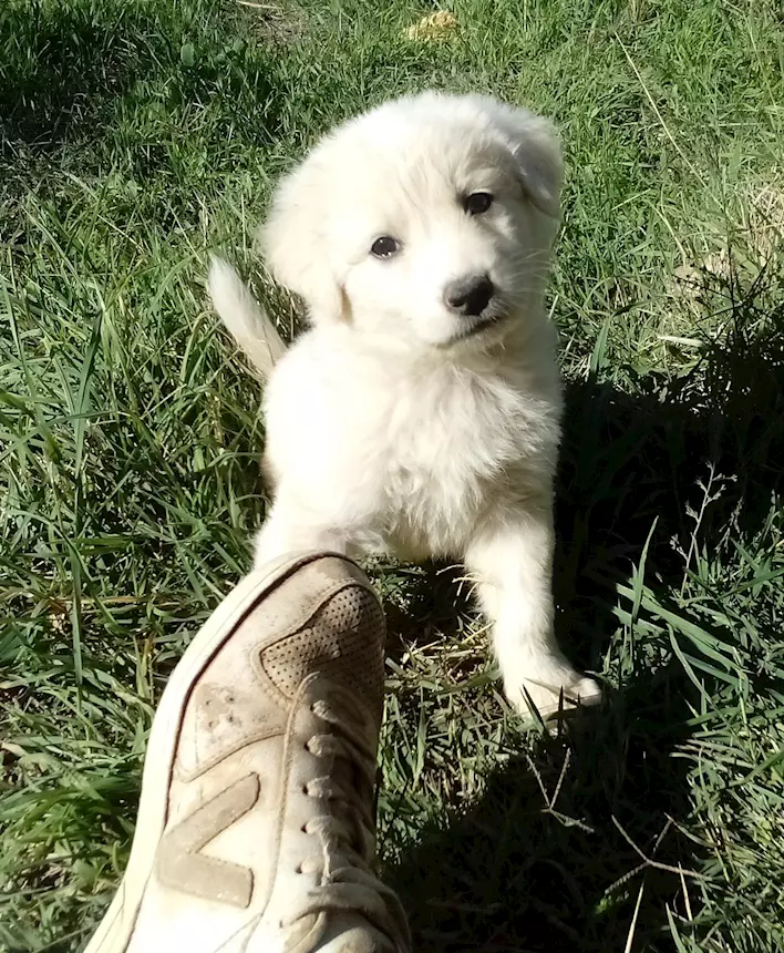Simpatico Volpino-Border Collie - Mix cuccioli a Nicosia EN
