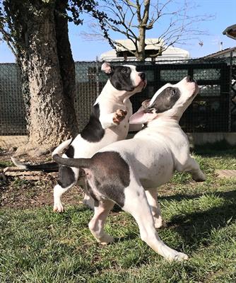 Cuccioli American Bully Exotic Amstaff Staffy Bulldog