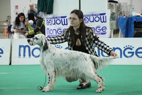 Cuccioli Setter Inglese