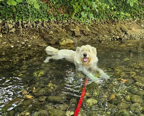 Orlando simil Spinone 6 anni, anni di appelli. Novara - Anteprima 6