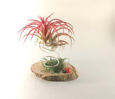 Tillandsia ionantha sospesa - Anteprima 1