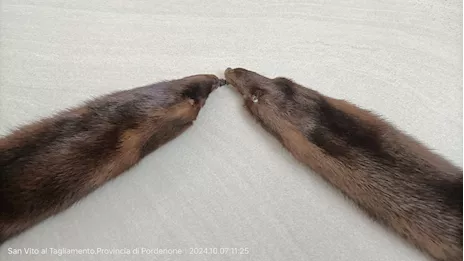 Sciarpa Visone Vintage, ottimo stato - Foto 2