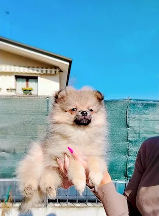 Volpino spitz di pomerania maschio