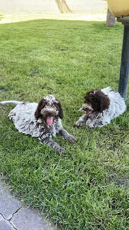 Cucciole lagotto romagnolo con pedigree ROI