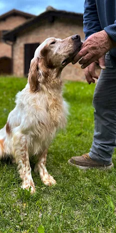 Cuccioli Razza Setter Inglese - Foto 2