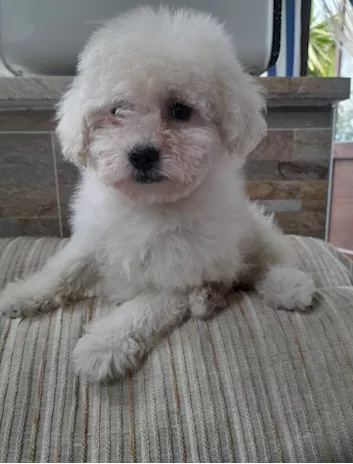 Cucciolo di Maltipoo maschio di 3 mesi