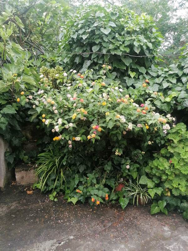 Giardiniere