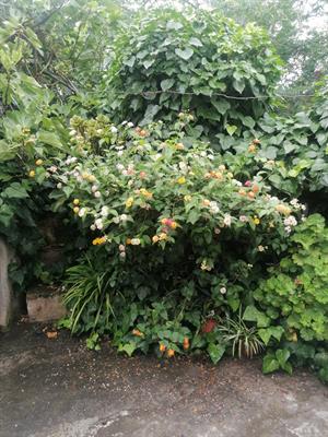 Giardiniere
