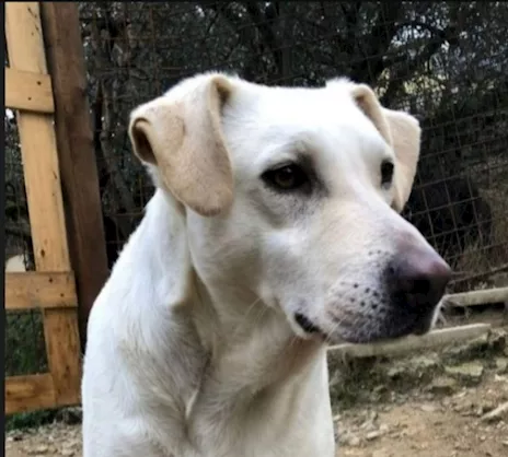 Femmina mix Labrador salvata da 1 lager 3 anni fa