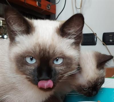 Vendita Cuccioli Siamese Thai