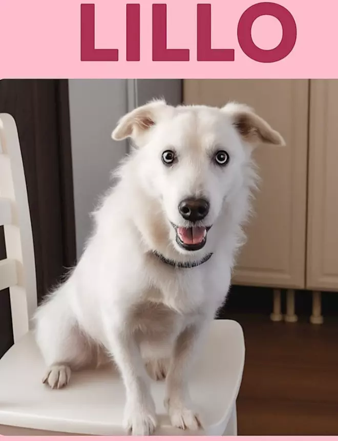 Lillo 1 anno bellissimo NON LO VOGLIONO+ PAVIA