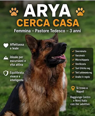 Pastore Tedesco 3 anni