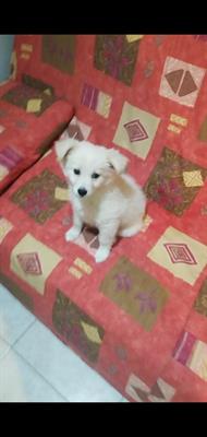 Cucciola di volpino