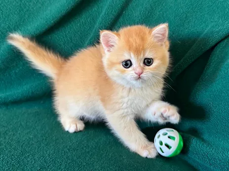 Gattini British Shorthair Golden, Scottish Straight, colore smeraldo - Foto 6