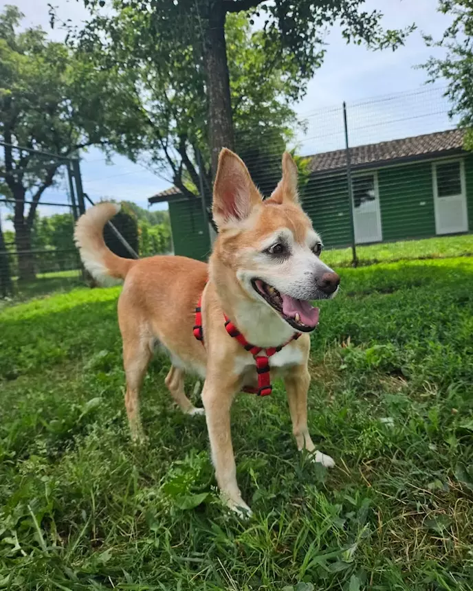 Foto 4Robert è un bellissimo cagnolino di, taglia piccola